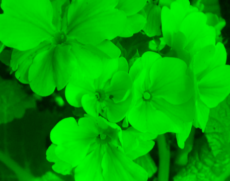 green channel flowers image